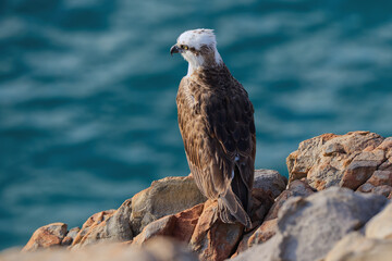 Osprey seating on top of a cliff, above the ocean in Queensland, Australia.