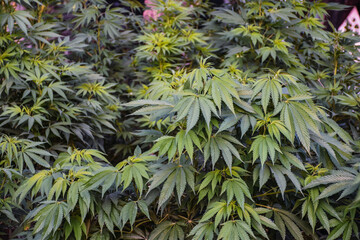 cannabis / marijuana plants, Background texture of marijuana plants