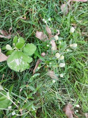 leaves in the garden