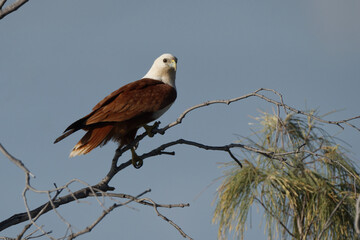 Brahminy Kite on a branch, in the morning light, in Australia.