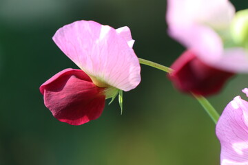春の家庭菜園　キヌサヤの花