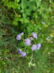 flowers on a meadow