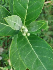 plant with dew drops