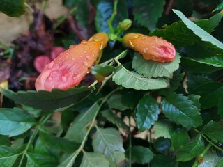 red and yellow flower