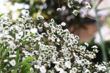 春の庭　満開の雪柳の白い小花
