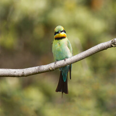 Australian Rainbow Bee-eater in Queensland, Australia.