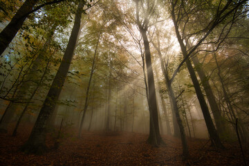 Fototapeta premium Sonnenstrahlen im herbstlichen Schwarzwald