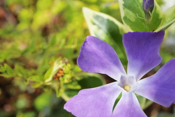 春の庭　紫色のツルニチニチソウの花