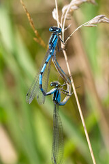 Common Blue Damselfly (Enallagma cyathigerum), pair mating, Windmill Farm NR, Cornwall, England, UK.