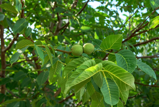 Fresh green walnuts growing on a tree branch in a garden. Nature background. 