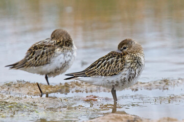 Dunlin (Calidris alpina), juvenile roosting, Windmill Farm NR, Cornwall, England, UK.