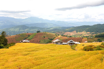 Golden rice field at Pa Bong Piang village
