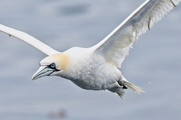 Northern Gannet, (Morus bassanus) near adult (5th year), in flight, Cornwall, England, UK.