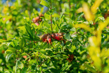 Beautiful pomegranates ripen on tree branches.