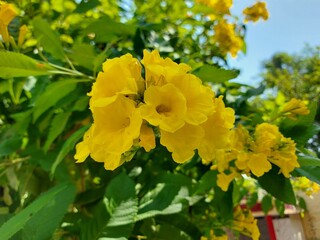 yellow flowers