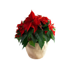 Weihnachtsstern, Pflanze, freigestellt