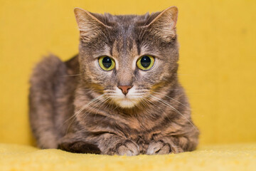 gray cat with playful eyes on a yellow background