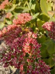 pink and white flowers