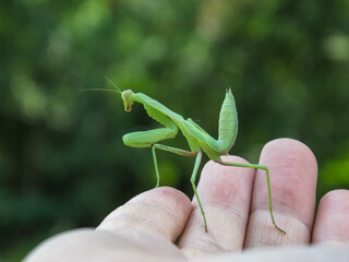 Mantis on male hand. Close up of Green Mantis on blurred background.