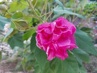 pink rose bush