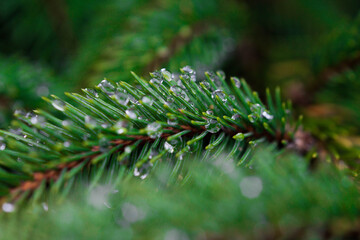 raindrops on leaves close up