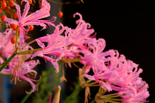 Un gruppo di nerine sarniensis rosa.