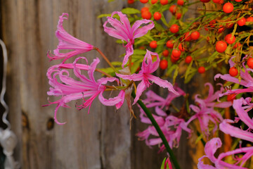 Un gruppo di nerine sarniensis rosa.
