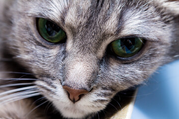 close up cats face