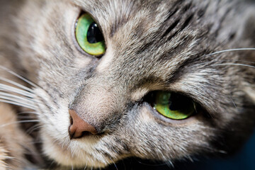 close up cats face