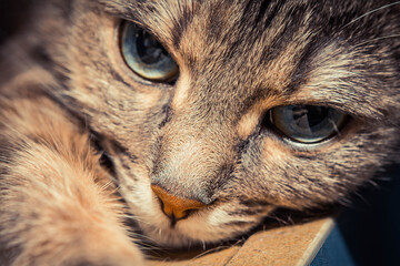 close up of a cat
