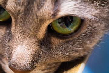 close up of a cats eye