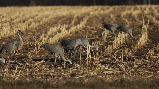 Flock of sandhill cranes on field