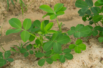 Peanuts grow from the ground with lush foliage.