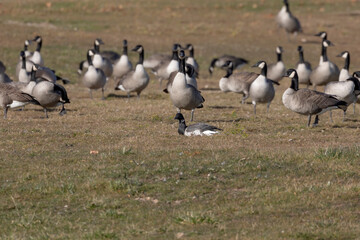 Brant. The smaller species of goose with flock of Canadian geese