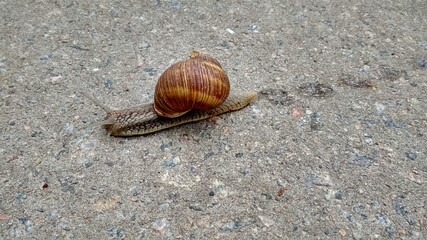 snail on the sand