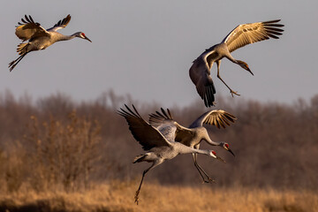 The sandhill cranes in flight