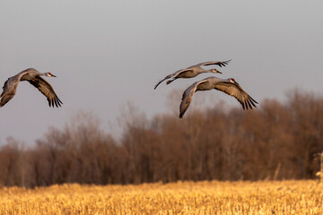 The sandhill cranes in flight