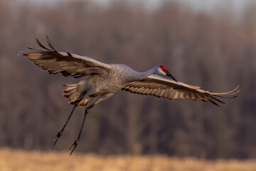The sandhill cranes in flight