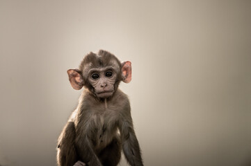 Fine art portrait of Rhesus macaque or Macaca monkey baby at keoladeo ghana national park bharatpur rajasthan india © Sourabh