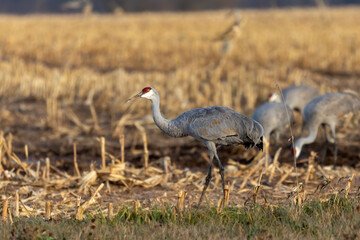 Fototapeta premium Flock of sandhill cranes on field