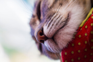 close up cat portrait