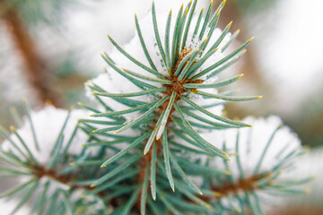 Christmas tree branches in the snow