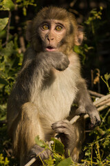 Rhesus macaque or Macaca monkey baby portrait with funny facial expression at keoladeo ghana national park bharatpur rajasthan india