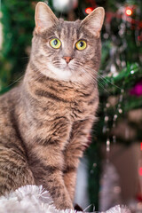 Obraz premium cat and christmas tree