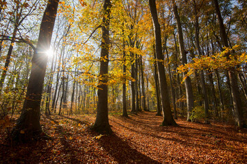 Herbstlicher Wald im Schwarzwald