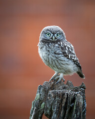 Little owl fledgling perched on a post with a red background.  