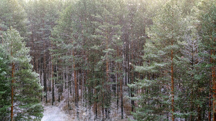 Snowfall. Coniferous forest panorama. View from above. Winter Christmas background with pine forest.
