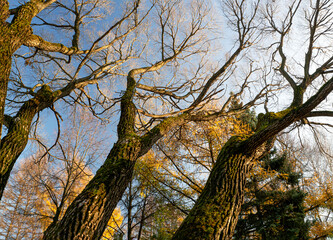 Old trees pull their branches to the sky. There are no leaves on the trees. in the background, yellowed larches and spruce are visible. Sunny autumn natural background with trees.