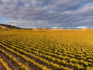field of vines, Aranda de Duero, Burgos province, Spain
