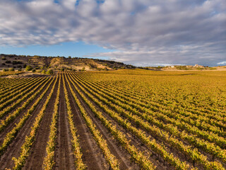 field of vines, Aranda de Duero, Burgos province, Spain